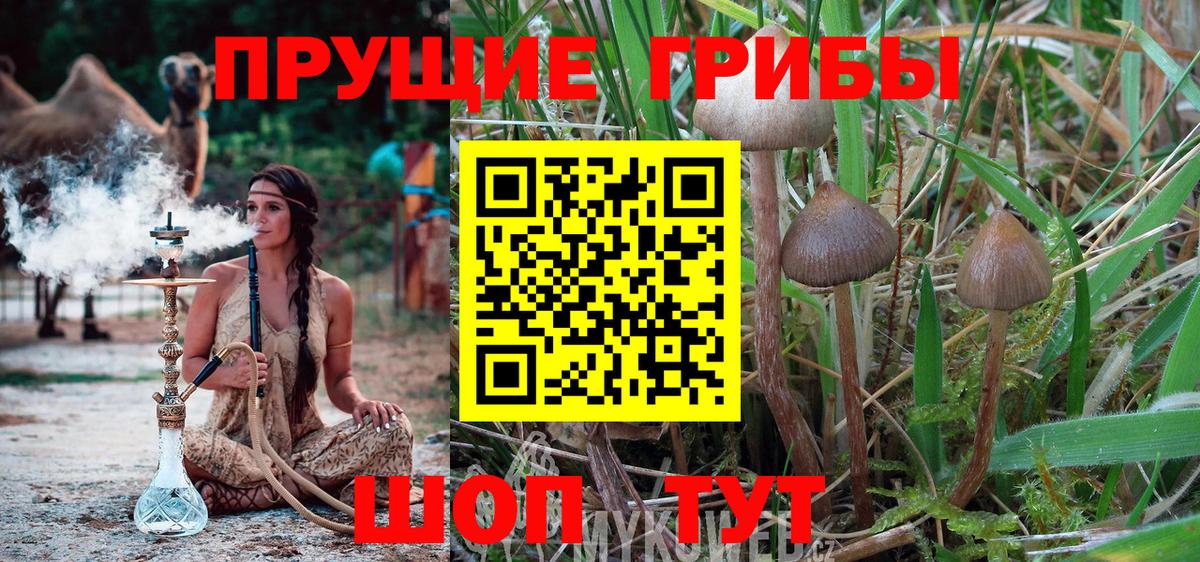 Щёлково  Галлюциногенные грибы Magic Shrooms  Вход с VPN 